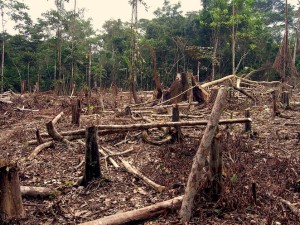 deforestation_in_the_amazon.jpg.662x0_q100_crop-scale
